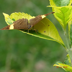 Emesis cypria guppyi