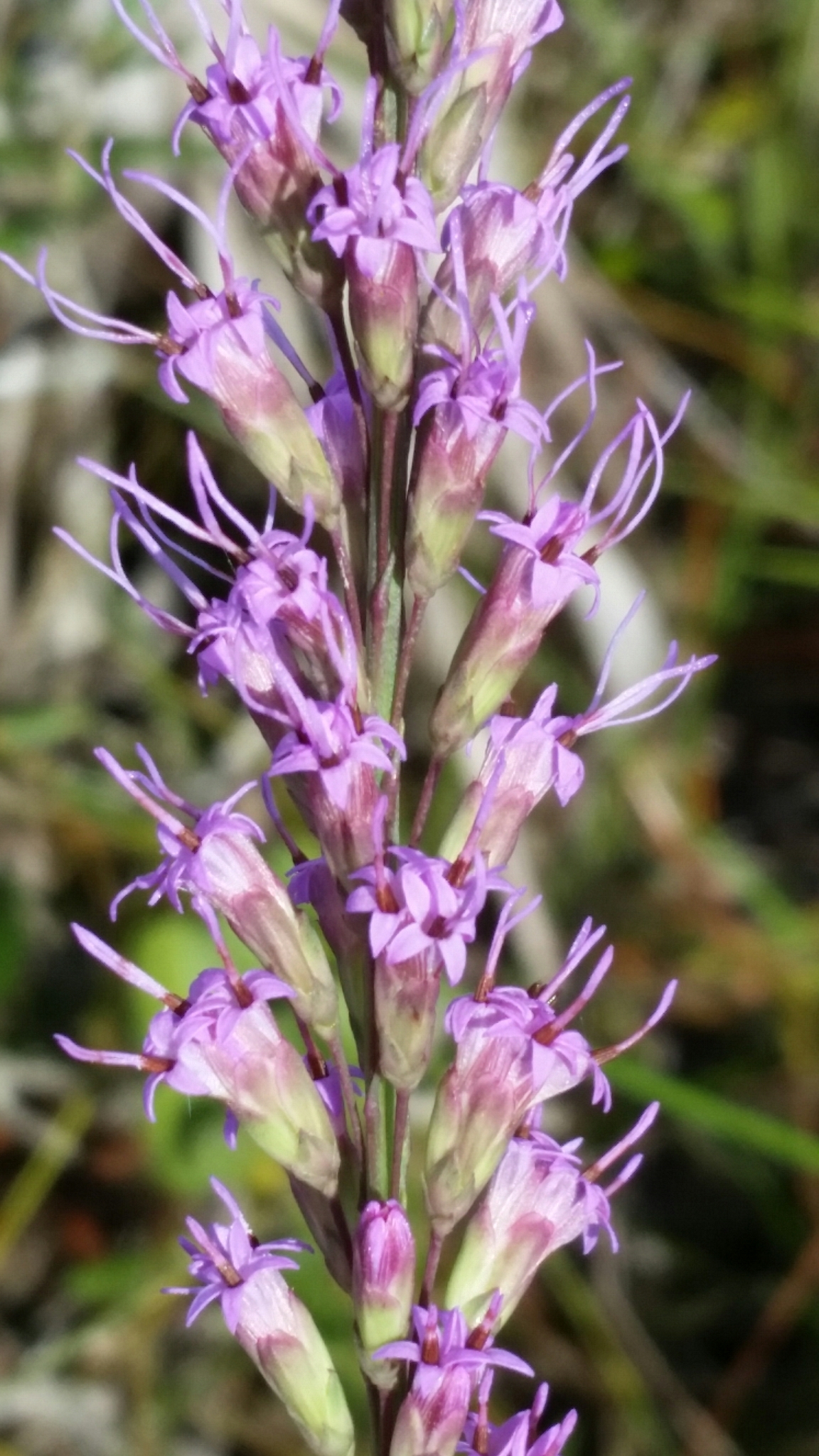 Liatris laevigata