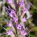 Clusterleaf Blazing Star - Photo (c) Jay Horn, some rights reserved (CC BY), uploaded by Jay Horn