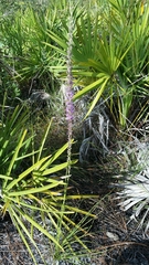 Liatris laevigata