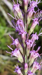 Liatris laevigata