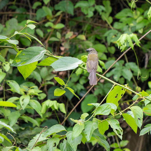 Streaked Saltator (Saltator striatipectus), photo 9