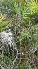 Liatris laevigata