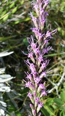Liatris laevigata