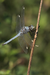Libellula comanche