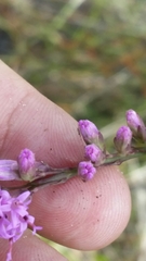 Liatris laevigata