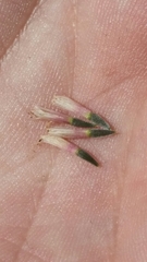 Liatris laevigata