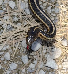 Thamnophis butleri