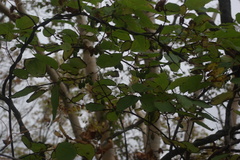 Leiocarpae