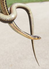Thamnophis butleri