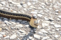 Thamnophis butleri