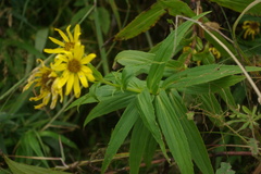 Arnica sachalinensis