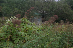 Aralia cordata