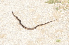Thamnophis butleri