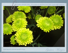 Chrysanthemum morifolium