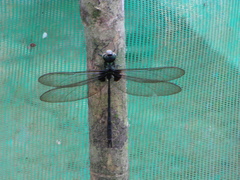 Gynacantha membranalis