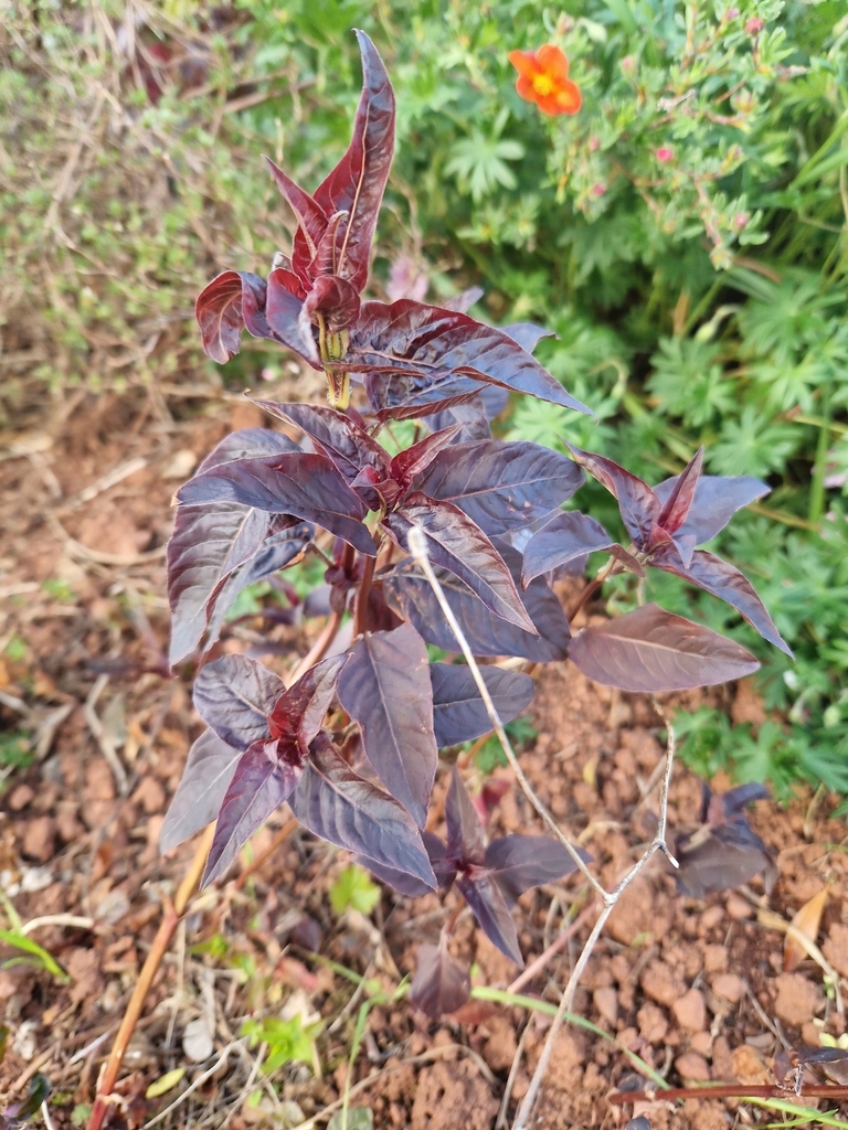 Atriplex hortensis