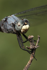 Libellula comanche