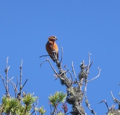 Loxia pytyopsittacus