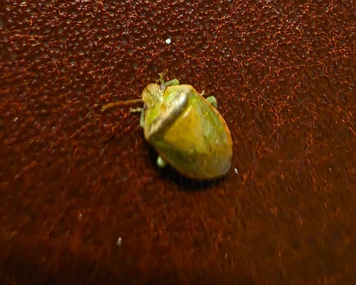 Photo of Small Green Stinkbug (Piezodorus purus)