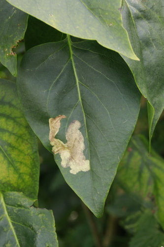 Lilac Leafminer Moth