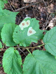 Cameraria corylisella