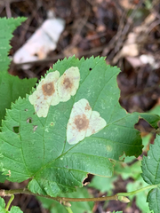 Cameraria corylisella