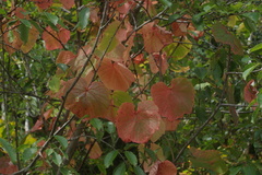 Vitis coignetiae