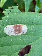 Cameraria corylisella