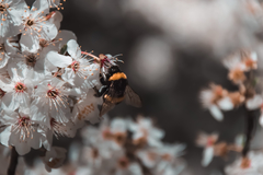 Bombus terrestris dalmatinus