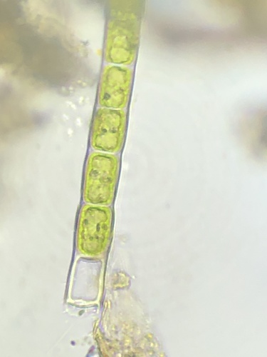 Microspora