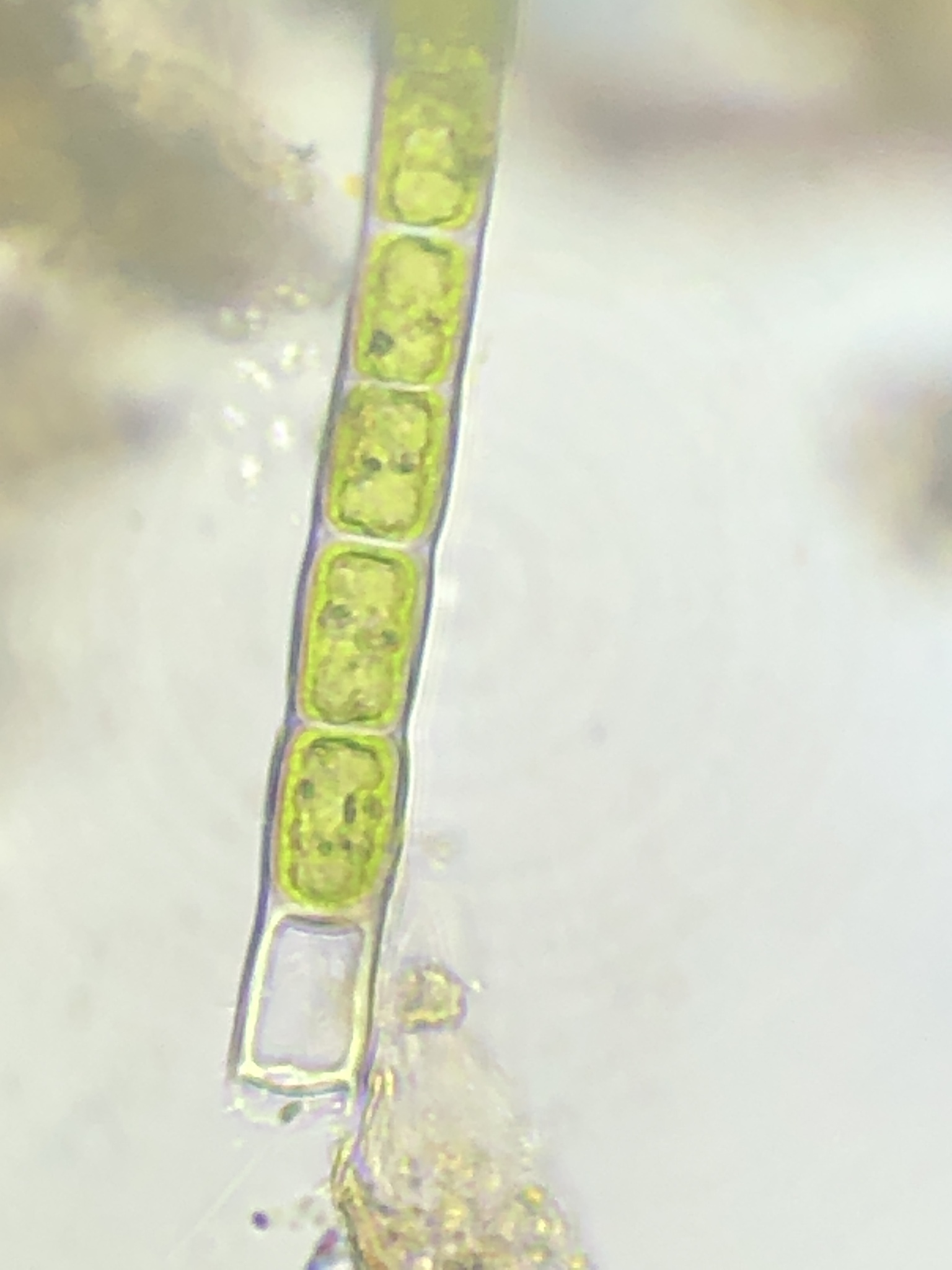 Microspora