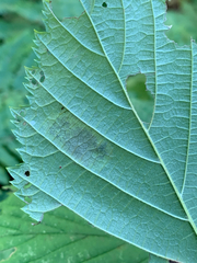 Cameraria corylisella