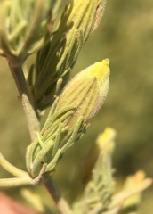 Cordylanthus ramosus