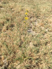 Pyrrocoma racemosa sessiliflora