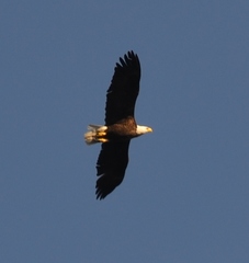 Haliaeetus leucocephalus washingtoniensis
