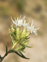 Ericameria albida