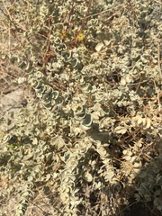 Atriplex parryi
