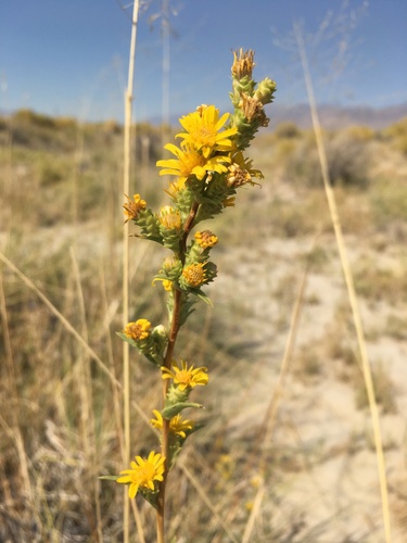 Pyrrocoma racemosa var. sessiliflora