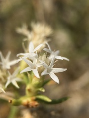 Ericameria albida