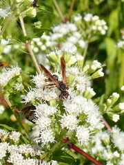 Polistes fuscatus