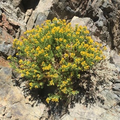 Ericameria cuneata cuneata