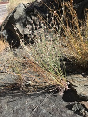 Eriogonum panamintense