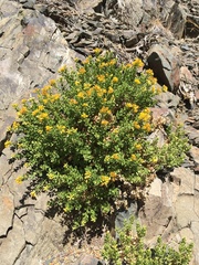 Ericameria cuneata cuneata