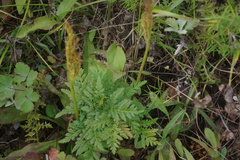 Sceptridium robustum