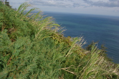 Juniperus chinensis sargentii