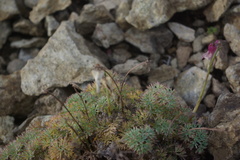 Dicentra peregrina
