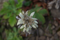 Leontopodium discolor