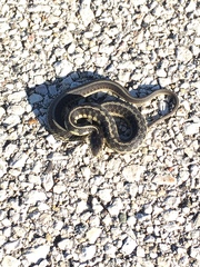 Thamnophis sirtalis semifasciatus