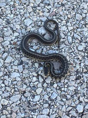 Thamnophis sirtalis semifasciatus